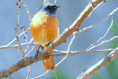 河津桜の木に止まるジョウビタキ♂