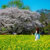 菜の花と桜と女性