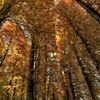 ラクウショウの森