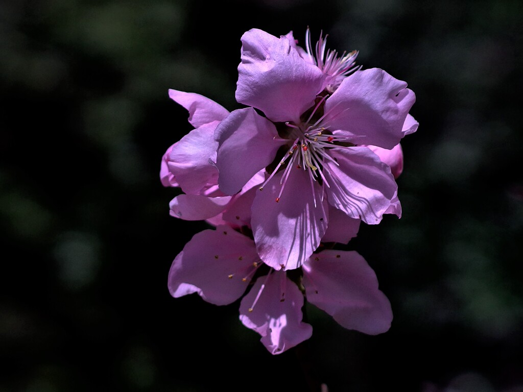 アーモンドの花