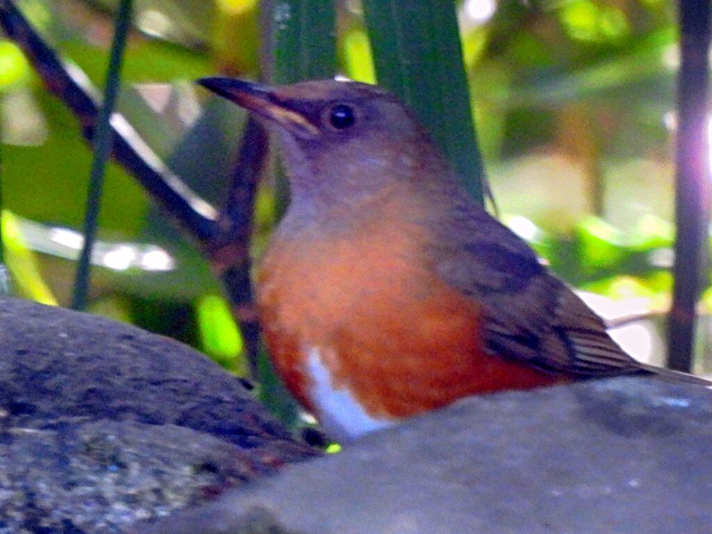 オオアカハラ