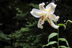 山百合