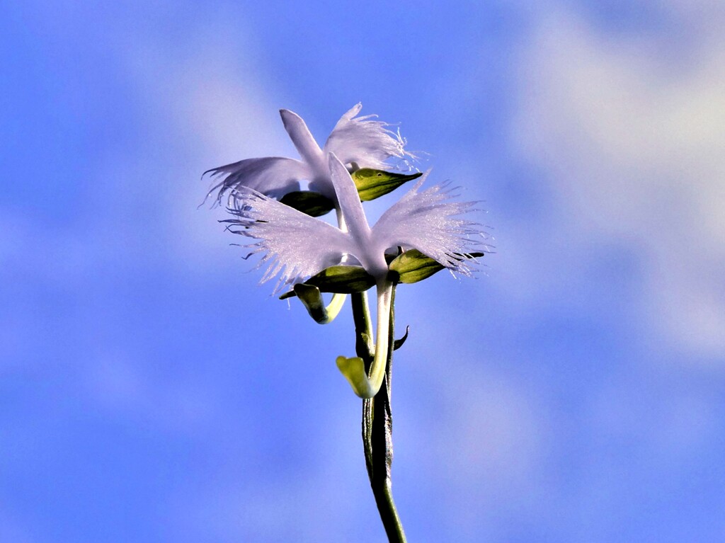 空飛ぶ鷺草 By Sam777 Id 写真共有サイト Photohito