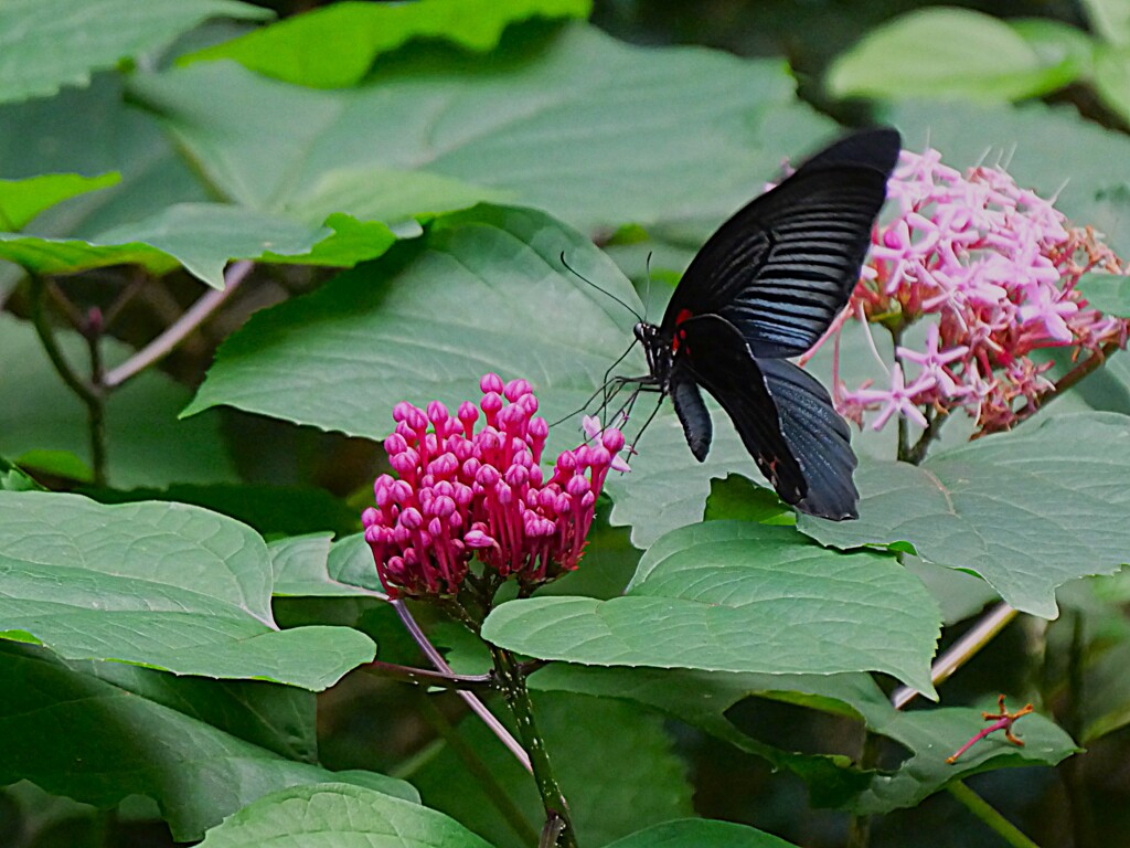 横顔