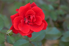 浦和レッドダイヤモンズ