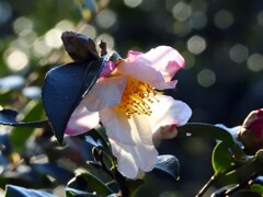 山茶花　大空