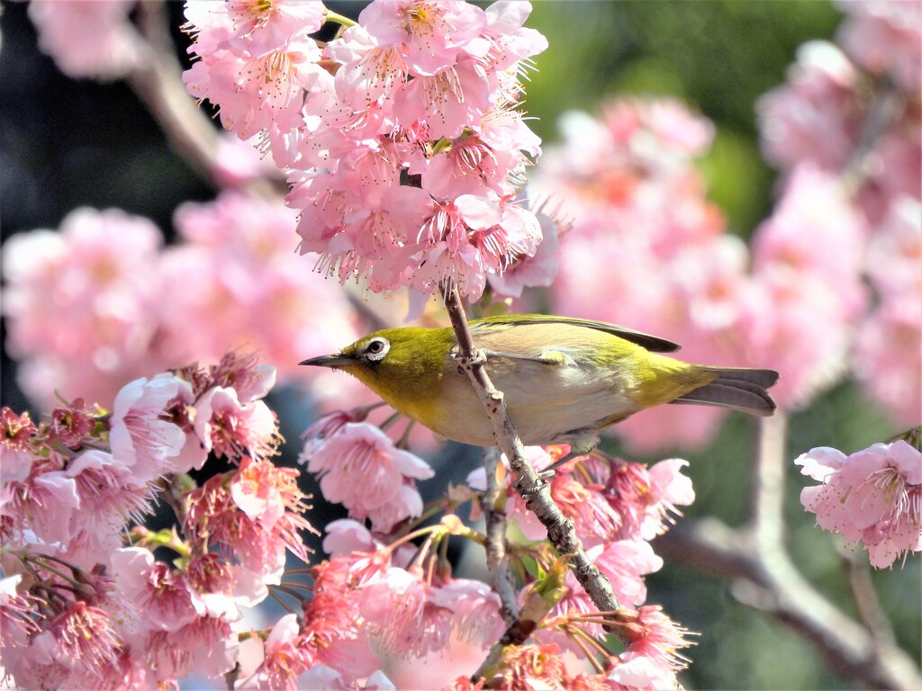 椿寒桜にメジロ 