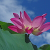陽山紅蓮 