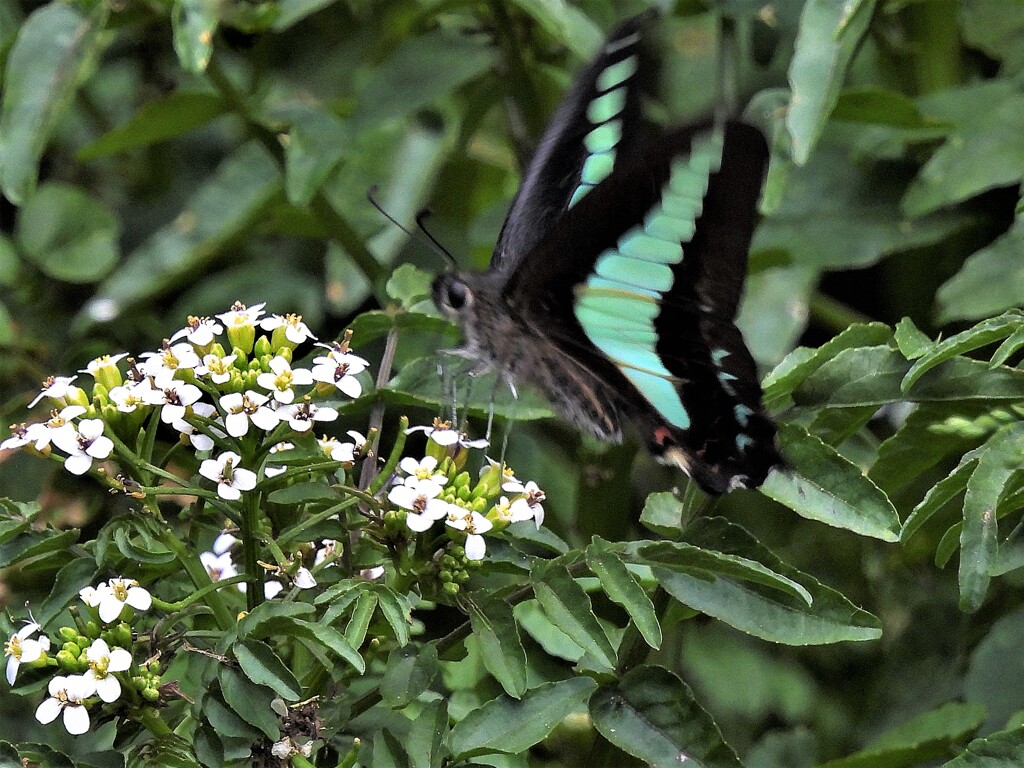 花と蝶