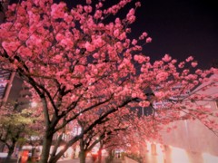 銀座の夜桜