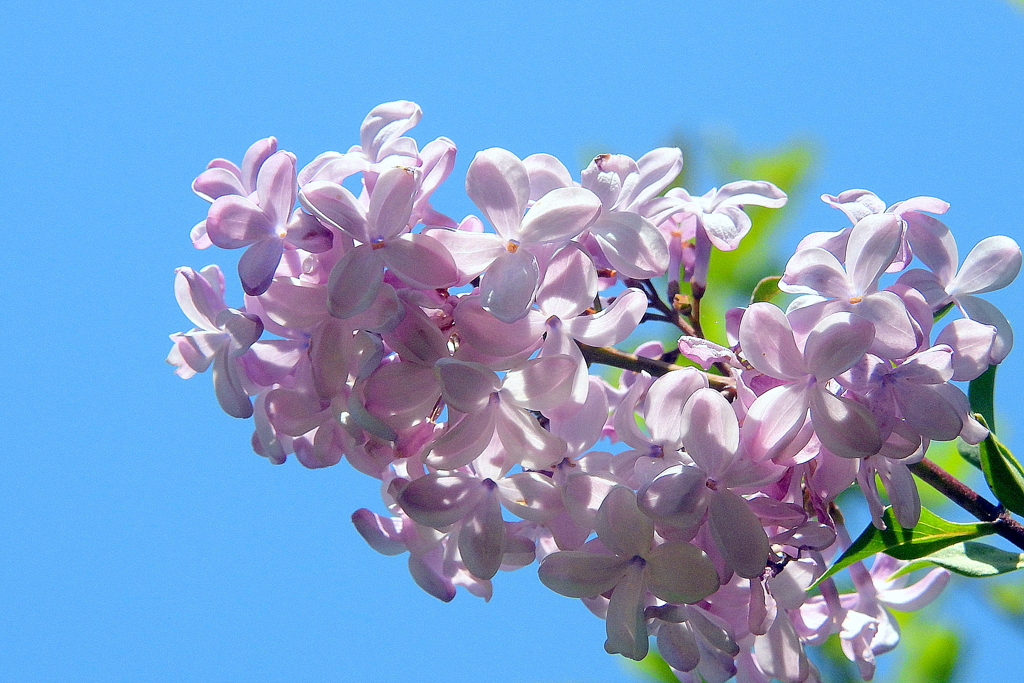 紫丁香花