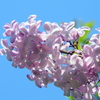紫丁香花