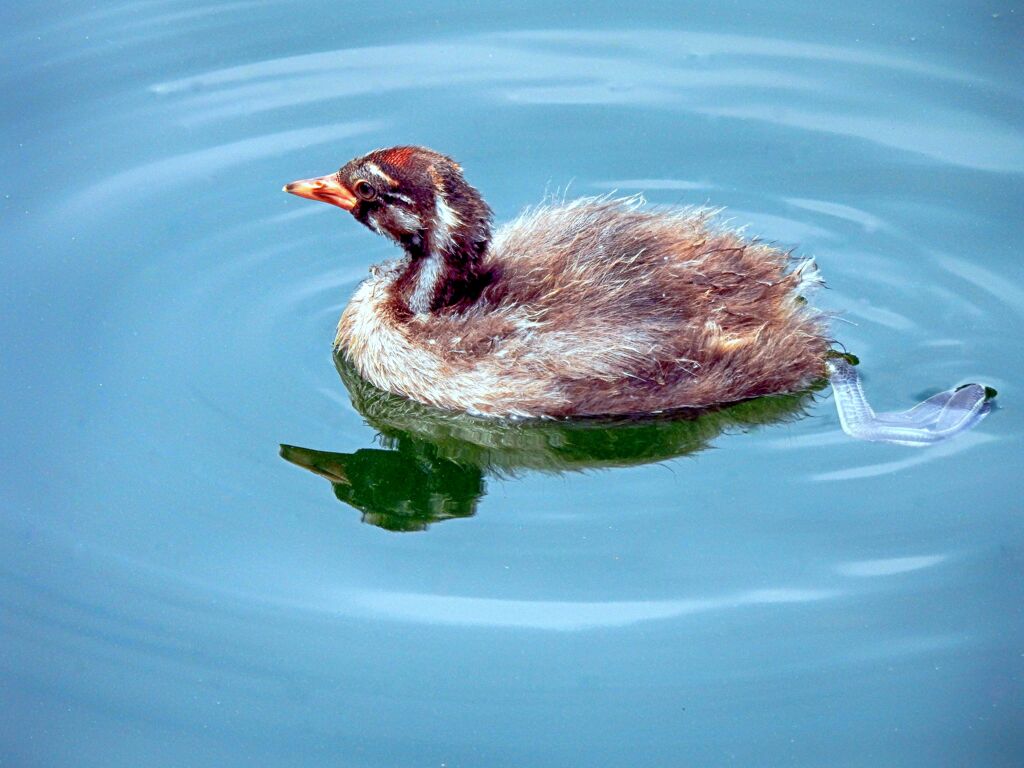 カイツブリ幼鳥