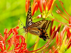 花と蝶