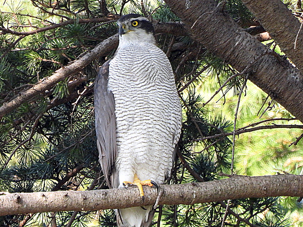 大鷹♀