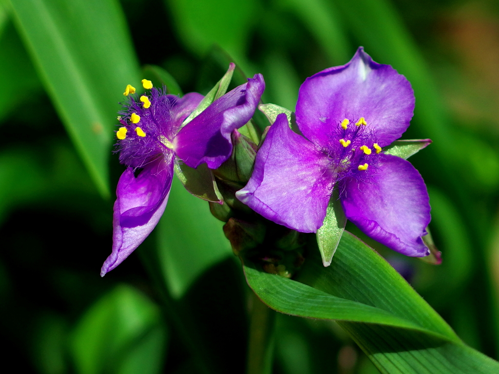 紫露草 by sam777 （ID：11729561） - 写真共有サイト:PHOTOHITO
