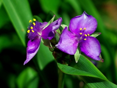 紫露草 
