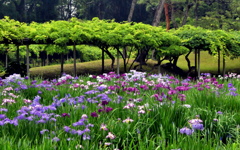 小石川後楽園の花菖蒲と藤棚
