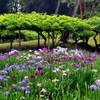 小石川後楽園の花菖蒲と藤棚