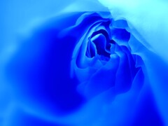 Blue　Rose