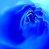 Blue　Rose