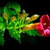 凌霄花