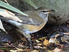 マミチャジナイ