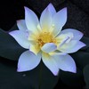 小三色蓮