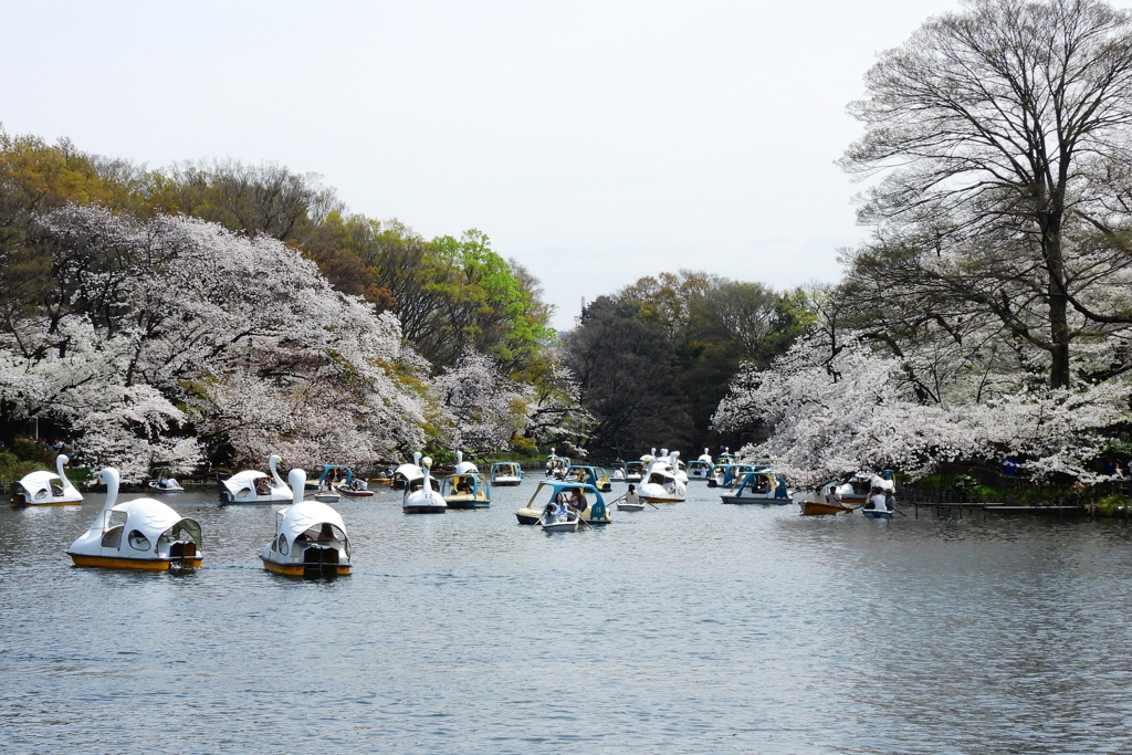 井の頭公園の桜風景
