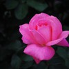 芳純