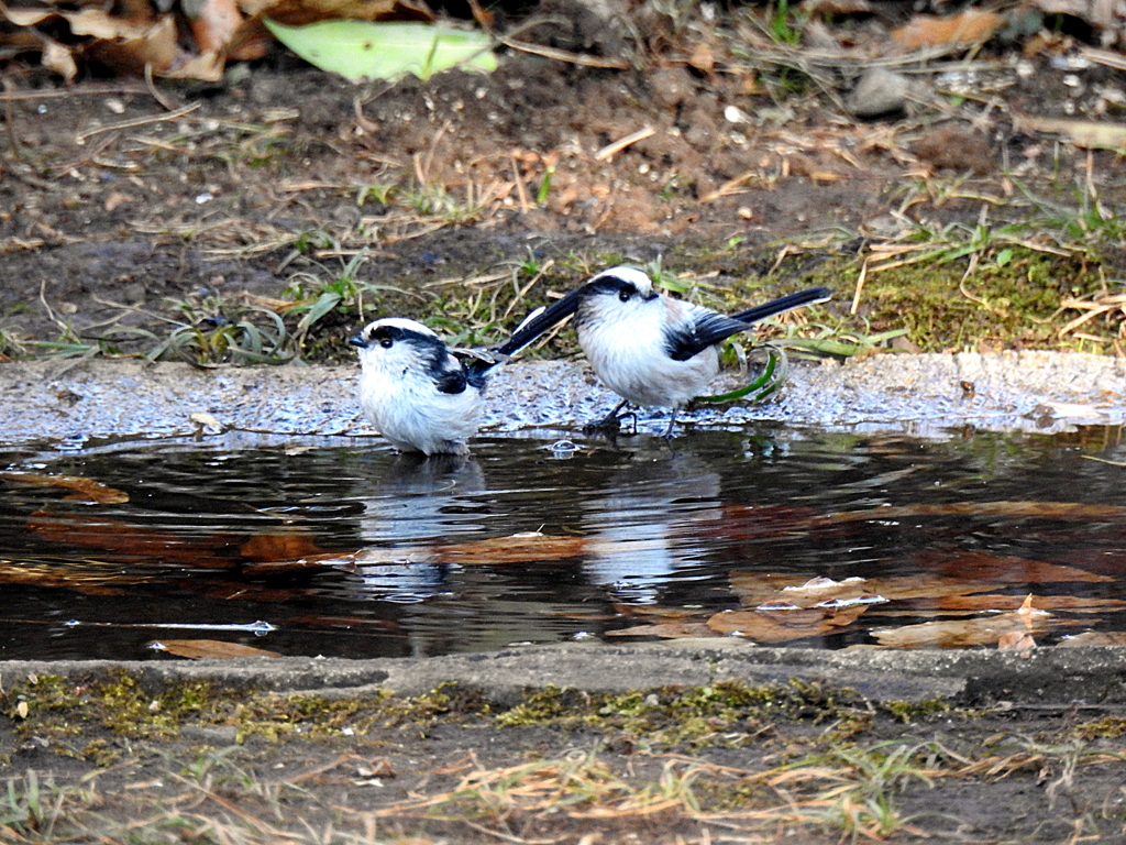 エナガがもう一羽来たよ