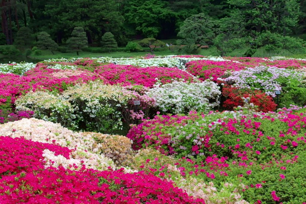 ツツジ園の風景