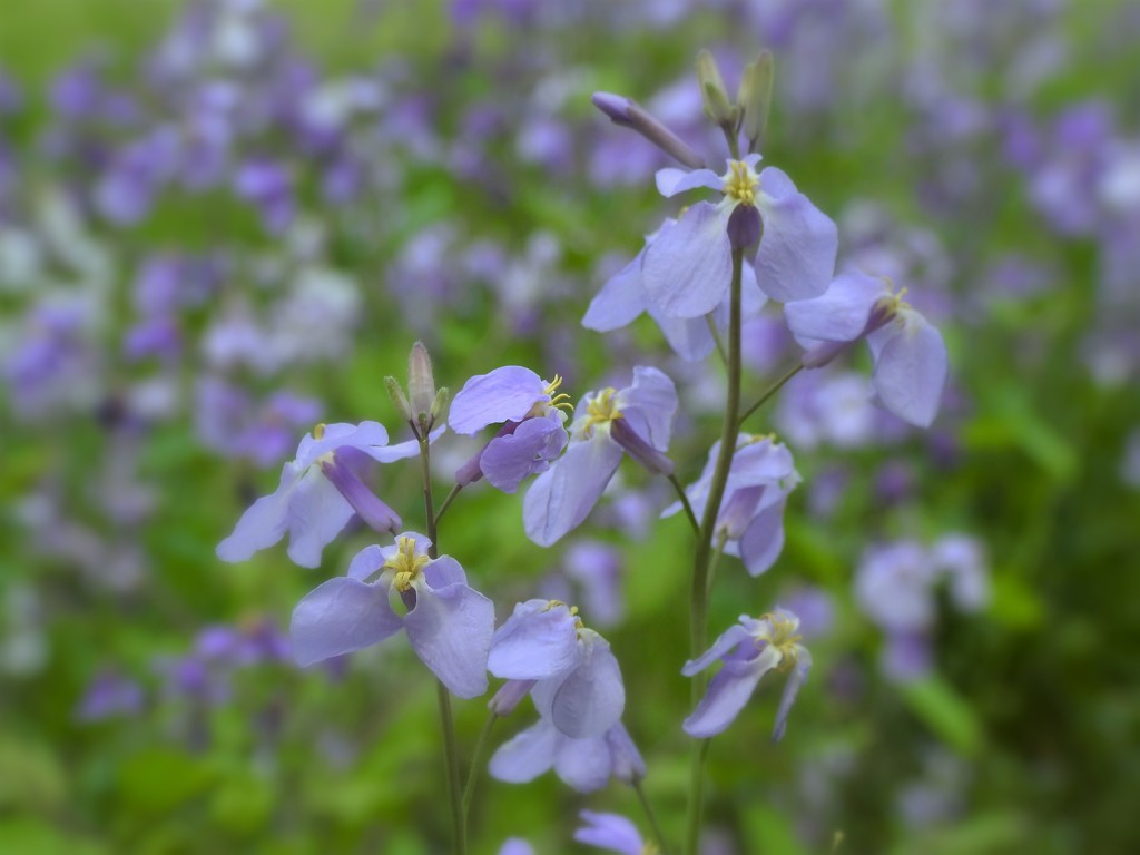 紫花菜