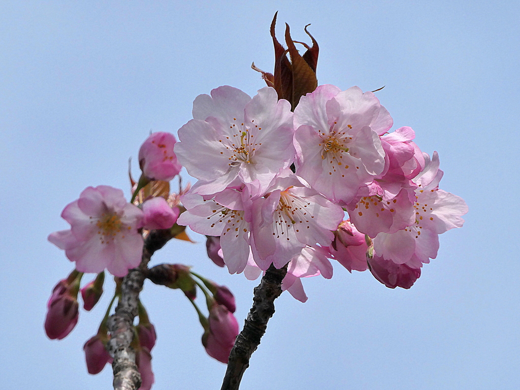 憲政記念会館の桜　兼六園熊谷