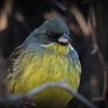 青鵐♂