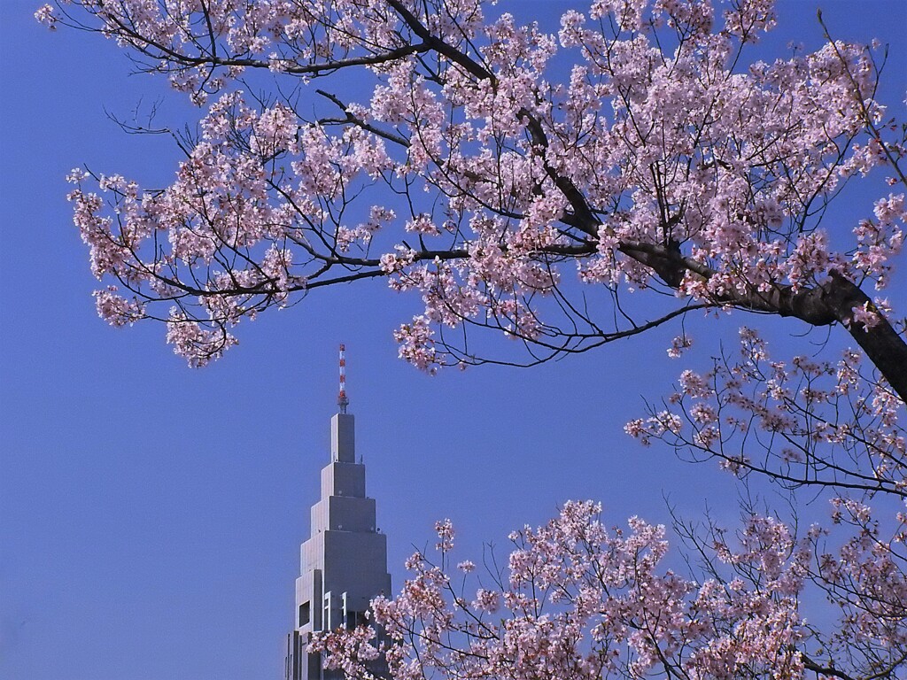 高遠小彼岸桜とドコモタワー