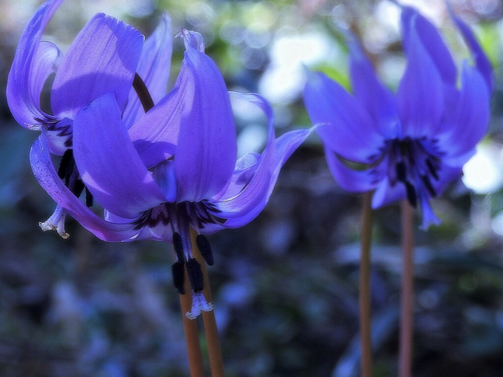 カタクリの花