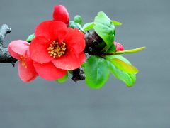 花と葉が同時
