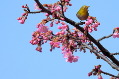 河津サクジロー