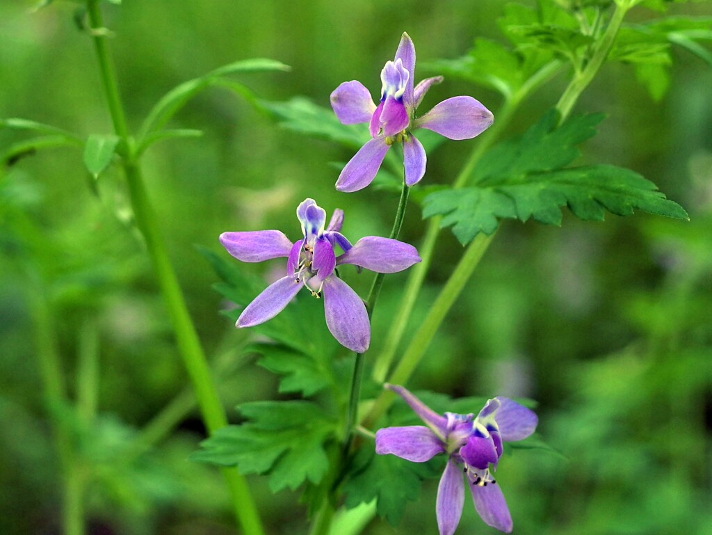 芹葉飛燕草