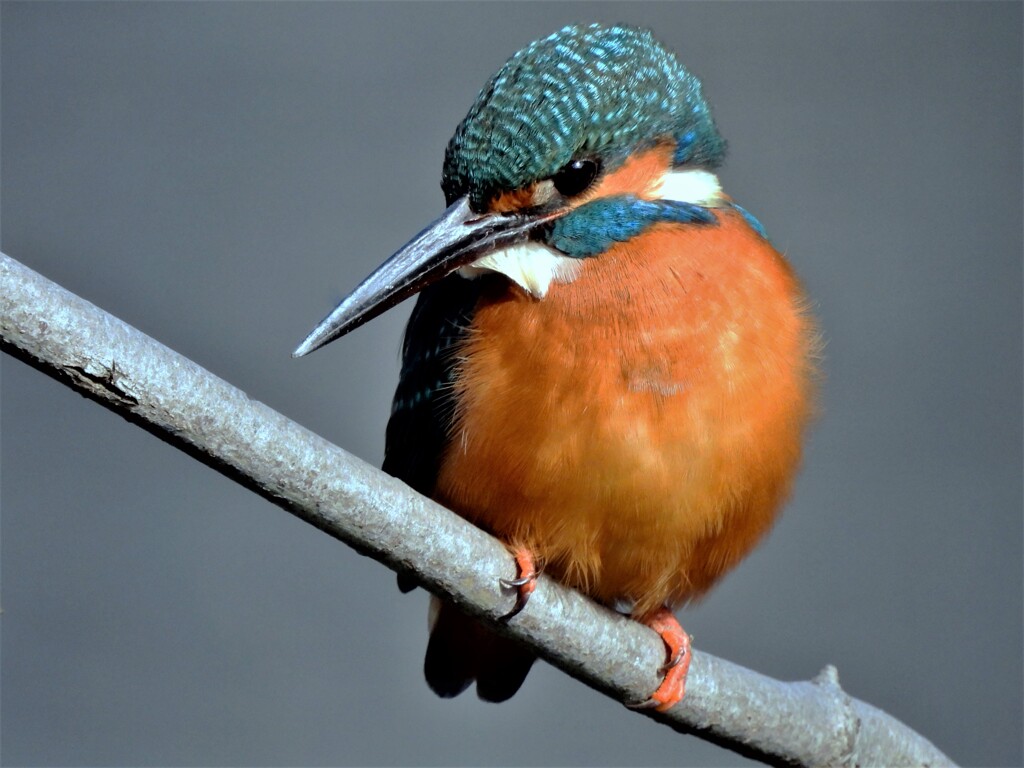 心字池のカワセミ