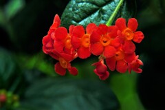 紅茉莉