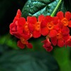 紅茉莉