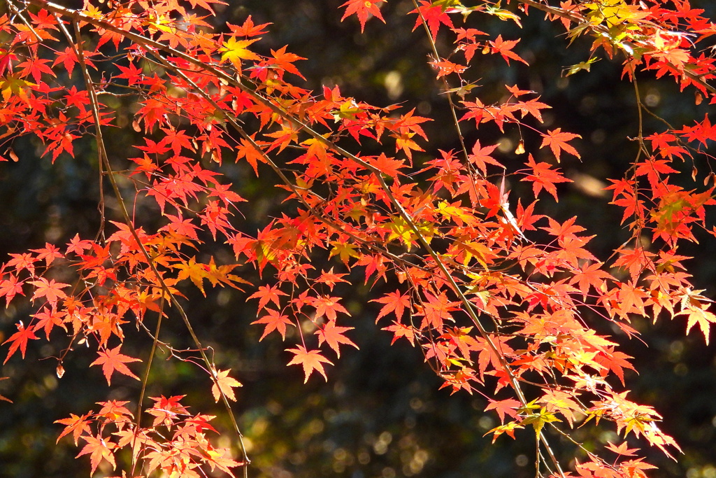 和田堀公園の紅葉