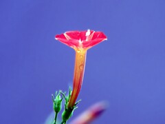 丸葉縷紅