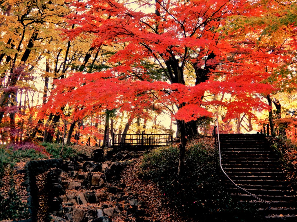 塚山公園の紅葉 