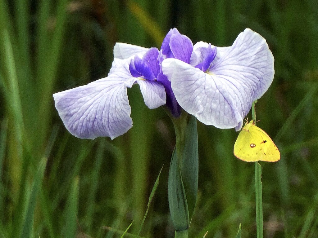 花と蝶