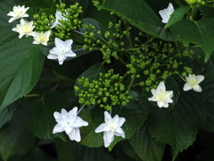 墨田の花火