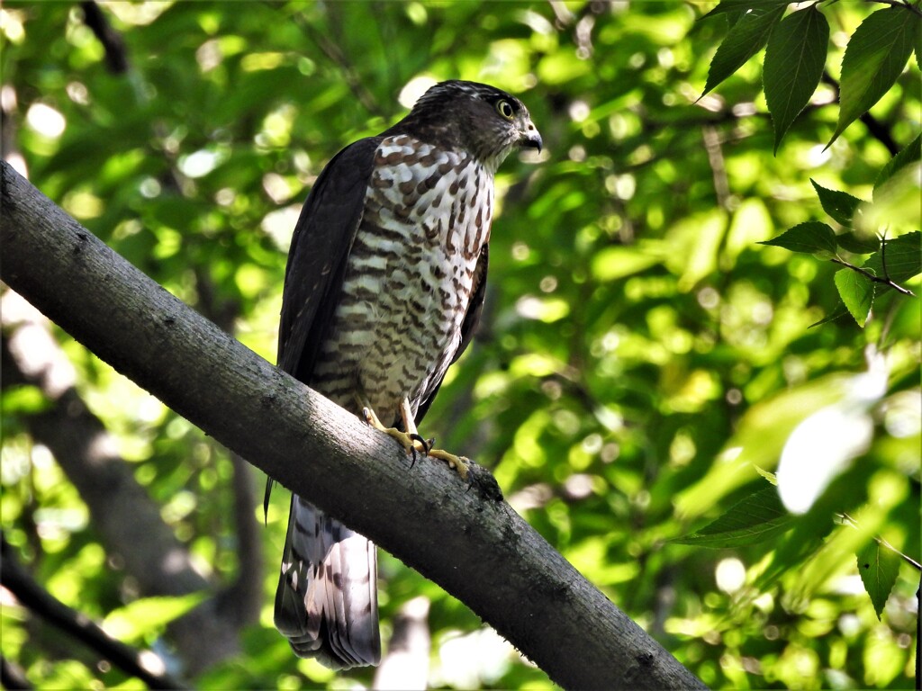 雀鷹♀