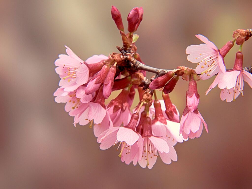 オカメ桜